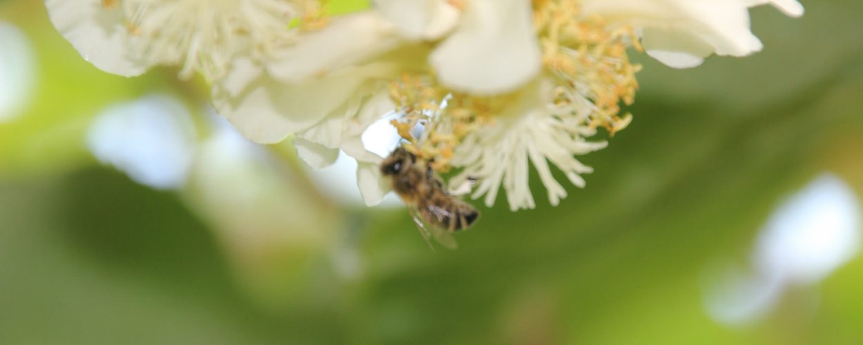 Orchard and Farm Machinery Fraser Gear Te Puke, New Zealand